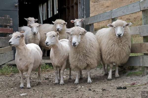 New Zealand 09 10  153